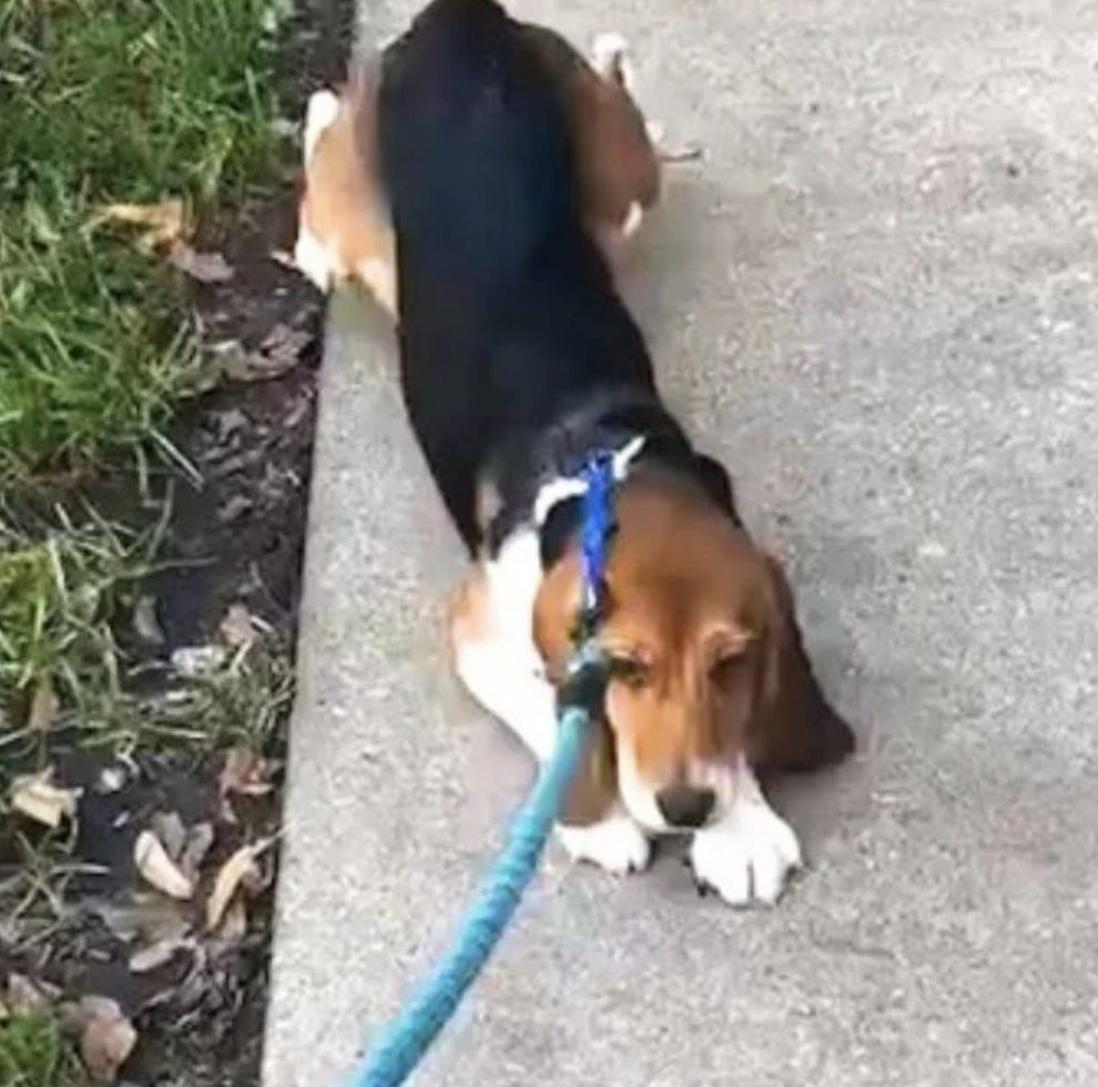 Lab beagle who’s never been outside can’t contain emotion when she finally learns how to walk